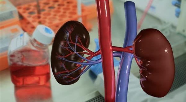 科學家使用3D打印技術(shù)開發(fā)人工腎臟 科學家使用3D打印技術(shù)開發(fā)人工腎臟