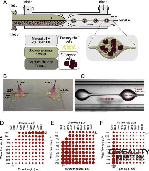 科學家用生物3D打印技術為干細胞工程提供細菌負載微凝膠